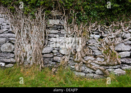 Old brick wall overgrown with ivy roots on Ballycarbery Castle, Ring of Kerry, Cahersiveen, County Kerry, Ireland Stock Photo