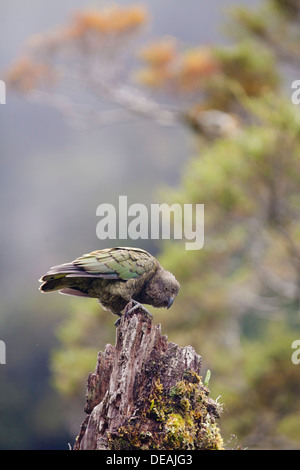 Kea - Nestor notabilis -, South Island, New Zealand Stock Photo