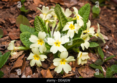 Double English Primrose, Common Primrose, English Primrose (Primula vulgaris) Stock Photo