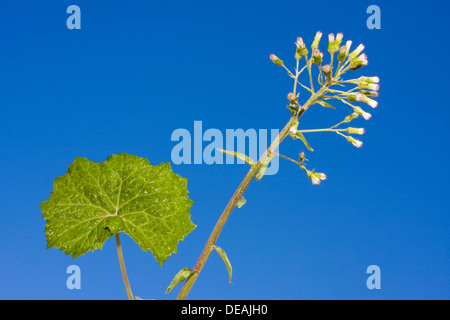 White Butterbur, Butterbur (Petasites albus) Stock Photo