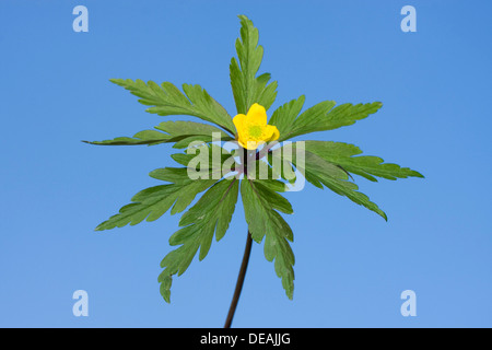 Yellow Woodland Anemone, Yellow Wood Anemone, Buttercup Anemone, Yellow Woodland Thimble-Weed, Yellow Anemone (Anemone Stock Photo