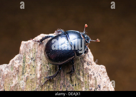 Dor beetle (Anoplotrupes stercorosus, Geotrupes amoethysticus, Geotrupes erythropterus, Geotrupes fauconneti