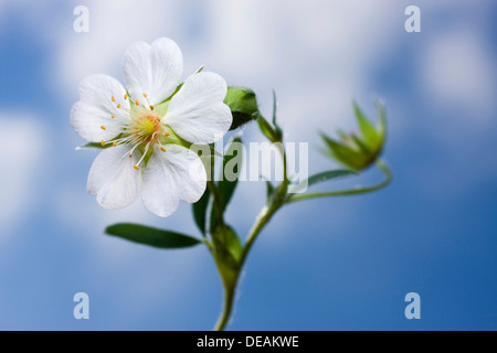 White Cinquefoil (Potentilla alba) Stock Photo