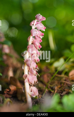 Common Toothwort (Lathraea squamaria, Lathraa squamaria) Stock Photo