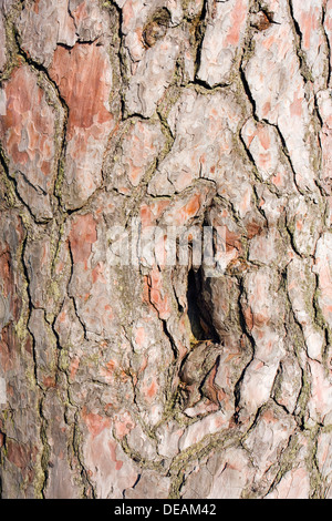 Bark of heritage-protected Pine tree (Pinus sp.) at Korbel pond, Velka Bites, Zdar nad Sazavou district, Vysocina County Stock Photo