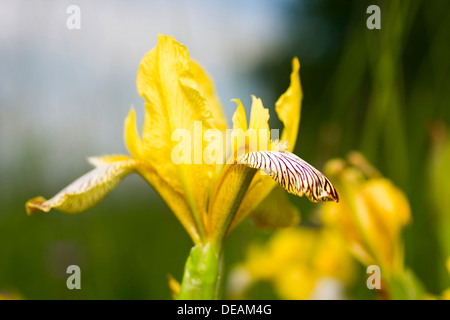 Hungarian Iris (Iris variegata) Stock Photo