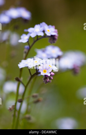 Myosotis sylvatica . Forget me not in an English garden. Stock Photo