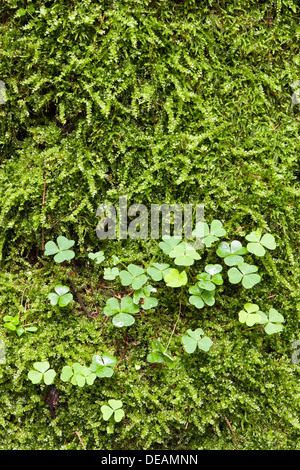 Woodsorrel, Soursob, Wood Sorrel (Oxalis sp.), Bialowieza Forest, Bialowieza National Park, Poland, Europe Stock Photo