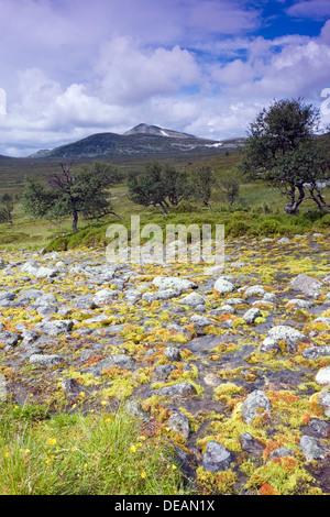 Landscape with Elgahogna peak, Femundsmarka National Park, Hedmark county, Norway, Scandinavia, Europe Stock Photo