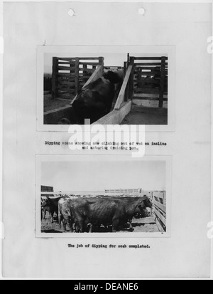 Photographs, with captions, of cattle dipping, from 1937 Carson Agency Annual Extension Report, which documents the 296140 Stock Photo