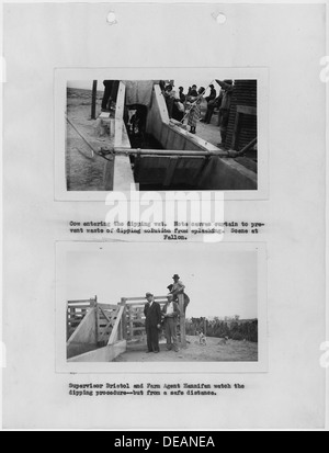 Photographs, with captions, of cattle dipping at Fallon, Nevada, from 1937 Carson Agency Annual Extension Report 296139 Stock Photo