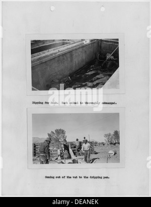 Photographs, with captions, of cattle dipping for scab, from 1937 Carson Agency Annual Extension Report, which 296143 Stock Photo