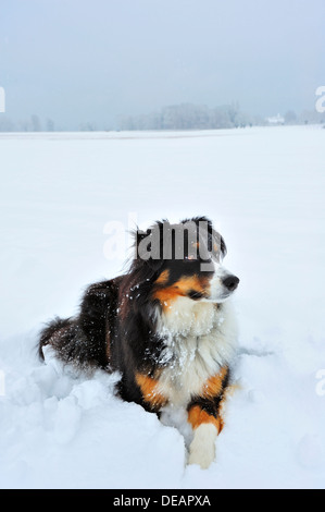 Portrait of a dog (cross between a Border Collie and an Appenzell breed) lying in the snow. Stock Photo