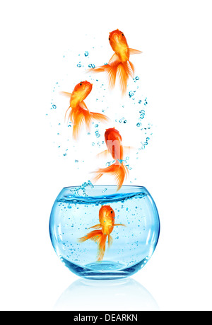 Goldfish jumping out of the aquarium isolated on white background. Search of freedom. Stock Photo