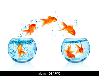 Goldfish jumping out of the aquarium isolated on white background. Search of freedom. Stock Photo