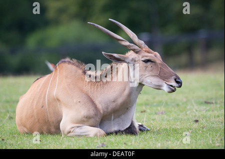 Common Eland (Taurotragus oryx) Stock Photo