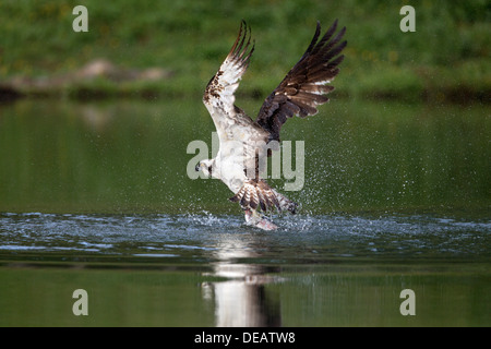 Osprey; Pandion haliaetus; Fishing; Aviemore; Scotland Stock Photo