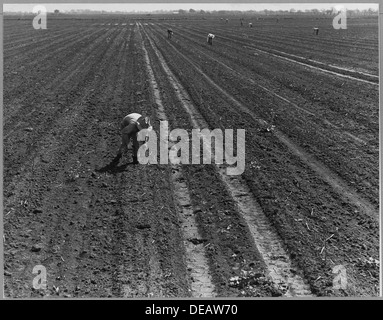 Ryer Island, Sacramento County, California. Asparagus fields and Filipino cutters in world's largest . . . 521702 Stock Photo