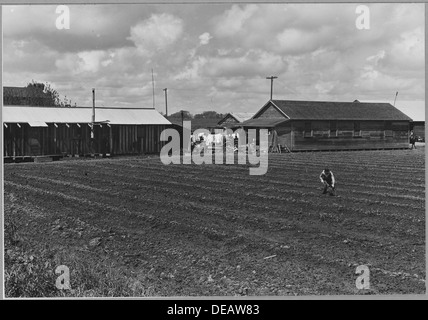 Ryer Island, Sacramento County, California. Ranch housing for Japanese and Filipino asparagus worker . . . 521705 Stock Photo