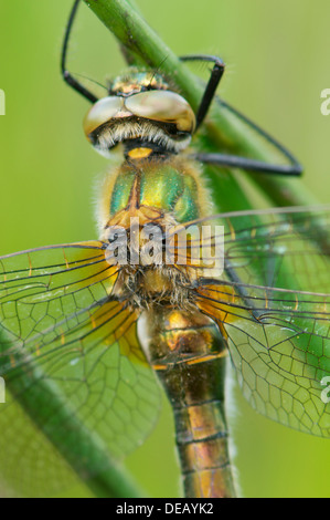 Downy Emerald dragonfly resting on reeds Stock Photo