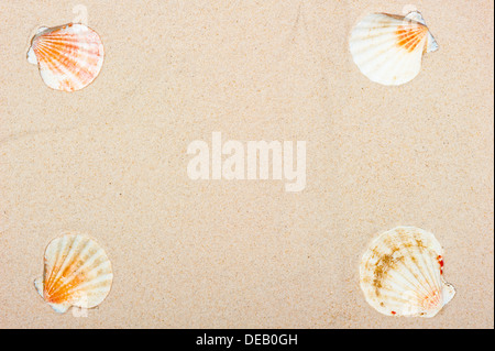 Four sea shells at the corners of a sand background Stock Photo