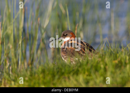 Red-necked Phalarope Phalaropus lobatus, Shetland, Scotland, UK Red-necked Phalarope Phalaropus lobatus, Shetland, Scotland, UK