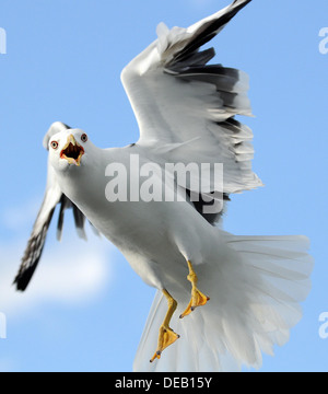 A seagull flying. Stock Photo