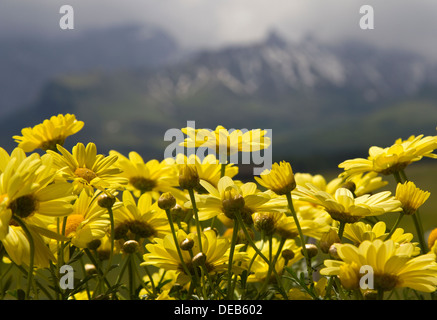 Yellow flowers against the Dolomites Alps Italy Stock Photo