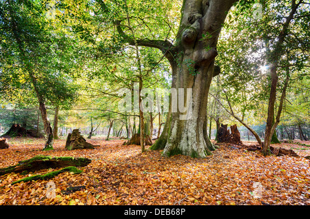 Autumn at Bolderwood arboretum ornamental drive in the New Forest Stock Photo