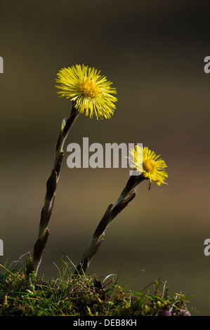 Two colt's-foot (Tussilago farfara) flowers in bloom at Blashford Lakes, Hampshire. March. Stock Photo