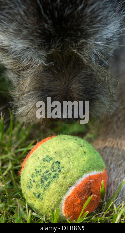 border terrier dog tennis ball grass face droped Stock Photo