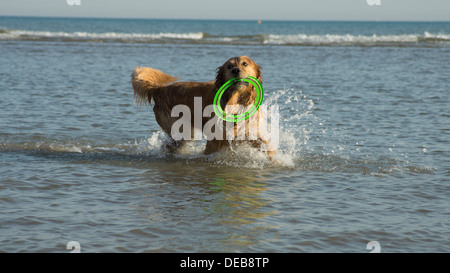 golden retriever labrador puppy dog frisbee beach Stock Photo