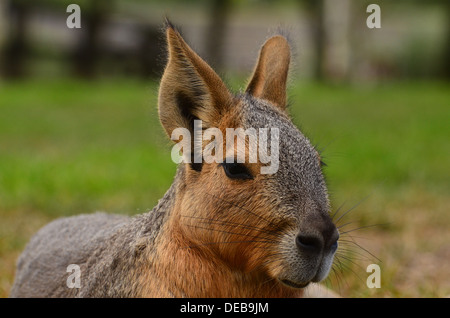 A Mara (Dolichotis) also known as Patagonian Cavy Stock Photo