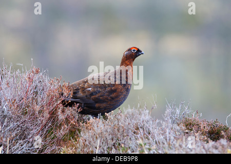 A male red grouse (Lagopus lagopus) standing in heather on a hillside near Lecht. Cairngorms National Park, Aberdeenshire. March Stock Photo