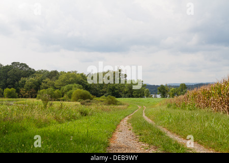 Dirt road winds through the countryside next to corn fields Stock Photo