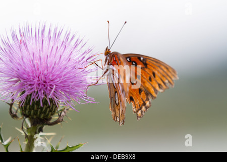 An orange butterfly, (Gulf Fritillary or Agraulis vanillae) with tattered wings pollinates on a purple wildflower Stock Photo