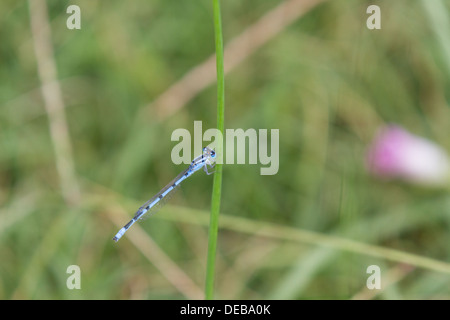 A blue damselfly (Zygoptera) on a blade of grass Stock Photo - Alamy