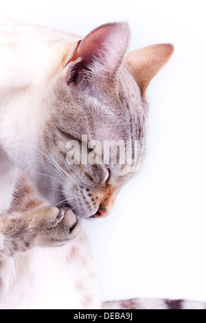 Bengal cat licking the paw in white background Stock Photo