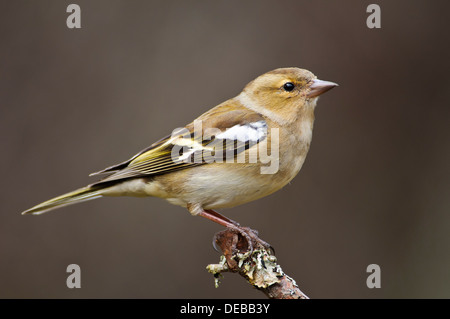 An adult female chaffinch (Fringilla coelebs) perched on a lichen covered twig at RSPB Loch Garten in the Cairngorms Stock Photo