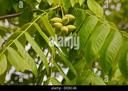 Juglans mandshurica, or Manchurian walnut Stock Photo