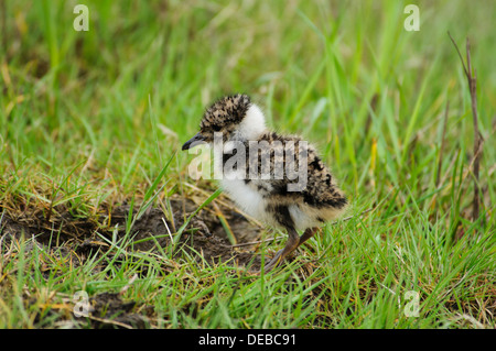A newly hatched lapwing chick (Vanellus vanellus) in grassland at Elmley Marshes National Nature Reserve on the Isle of Sheppey, Stock Photo