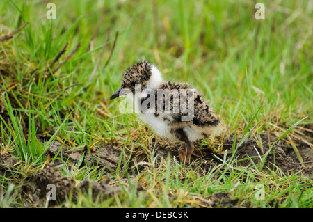 A newly hatched lapwing chick (Vanellus vanellus) in grassland at Elmley Marshes National Nature Reserve on the Isle of Sheppey, Stock Photo