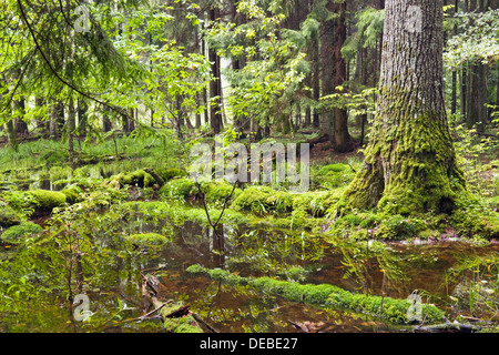 Bialowieza Forest, Bialowieza National Park, Poland, Europe Stock Photo