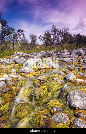 Brooklet, Femundsmarka National Park, Hedmark county, Norway, Scandinavia, Europe Stock Photo