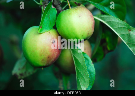 Golden delicious apples growing on the tree UK Stock Photo