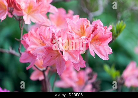 Pink azalea flowers Stock Photo