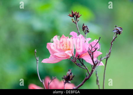 Pink azalea flowers Stock Photo