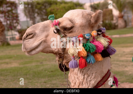 camel's head with the colorful bridle Stock Photo