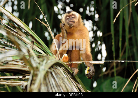 Brazil, Pantanal: Capuchin monkey (Cebus apella) scratching head and eating fruits Stock Photo