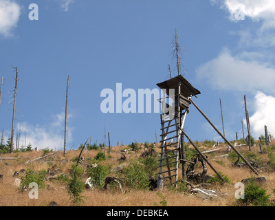 tree stand between natural wood regeneration after forest decline in Bavarian Forest, Zwercheck, between Osser and Arber Stock Photo